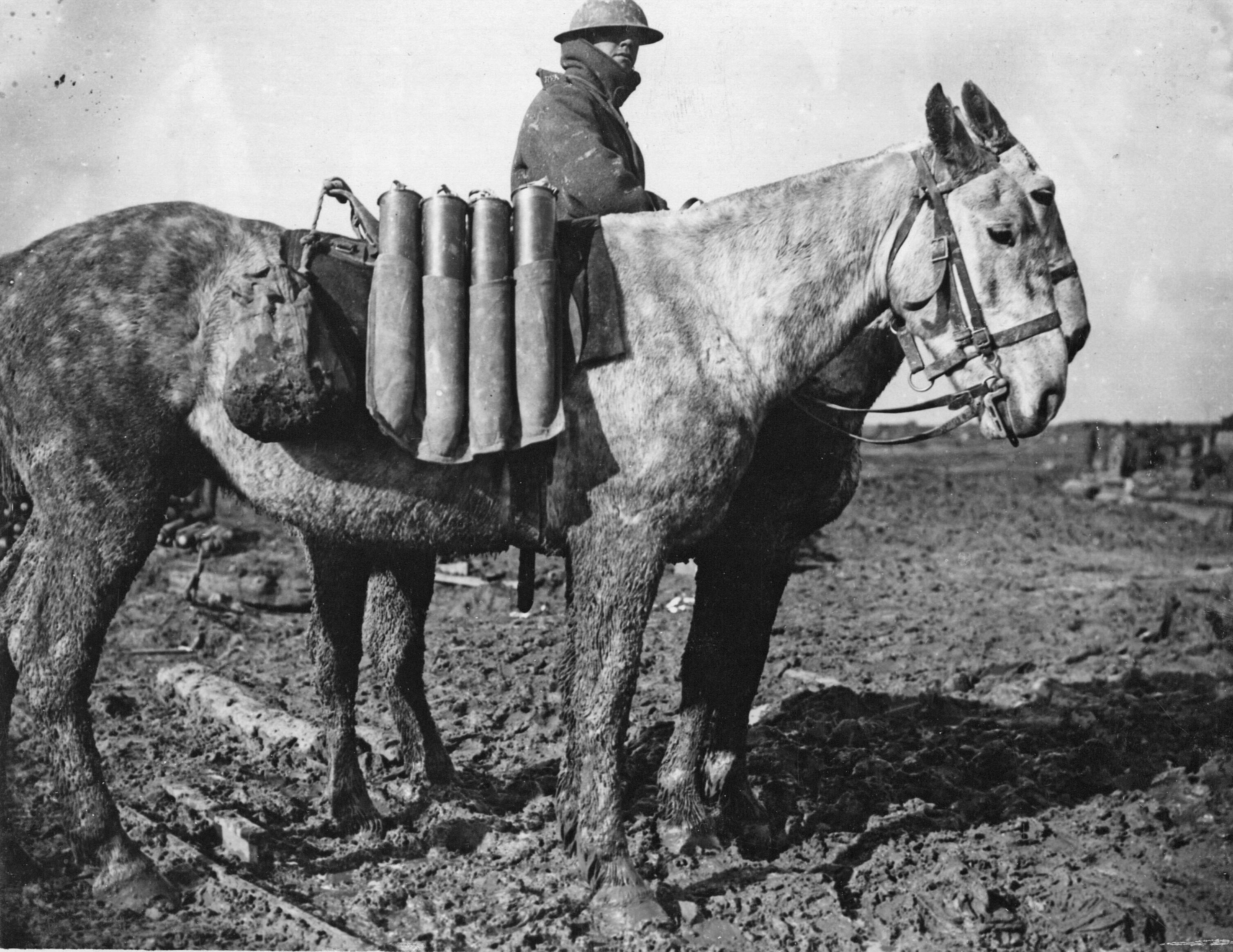 WWI British pack mules